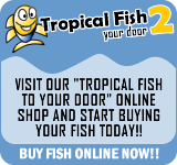 Visit our Tropical Fish 2 your door online store